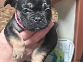 French Bulldog dogs French Bulldog Puppy 3 - Ad 38