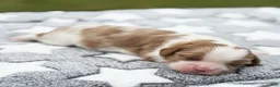 Cavalier King Charles Spaniel dogs for sale: Ranger Cavalier King Charles Spaniel  - Ad 7