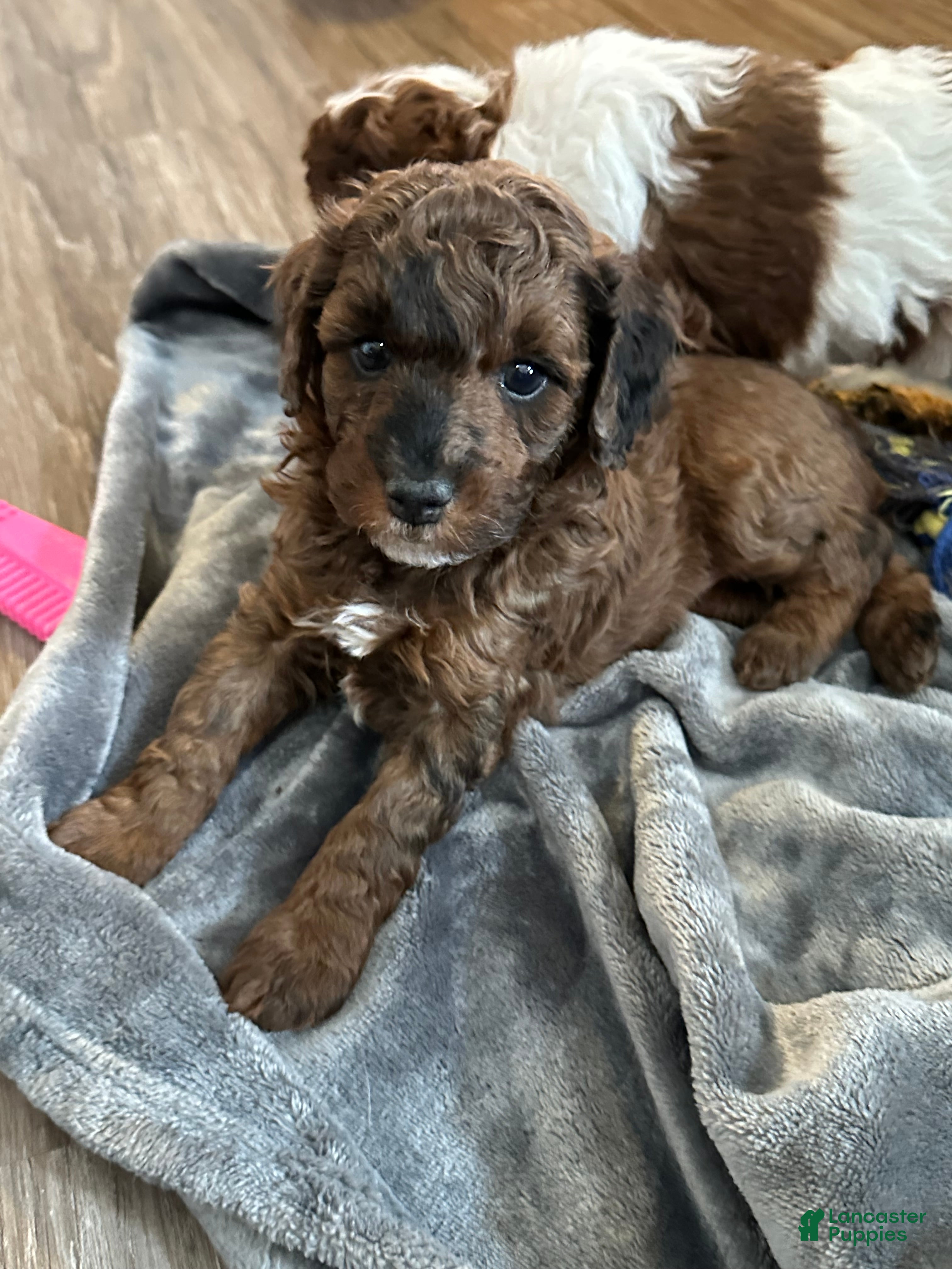 Miniature Poodle dogs Miniature Poodle Puppy 1 - Ad 33