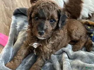 Miniature Poodle dogs Miniature Poodle Puppy 1 - Ad 42