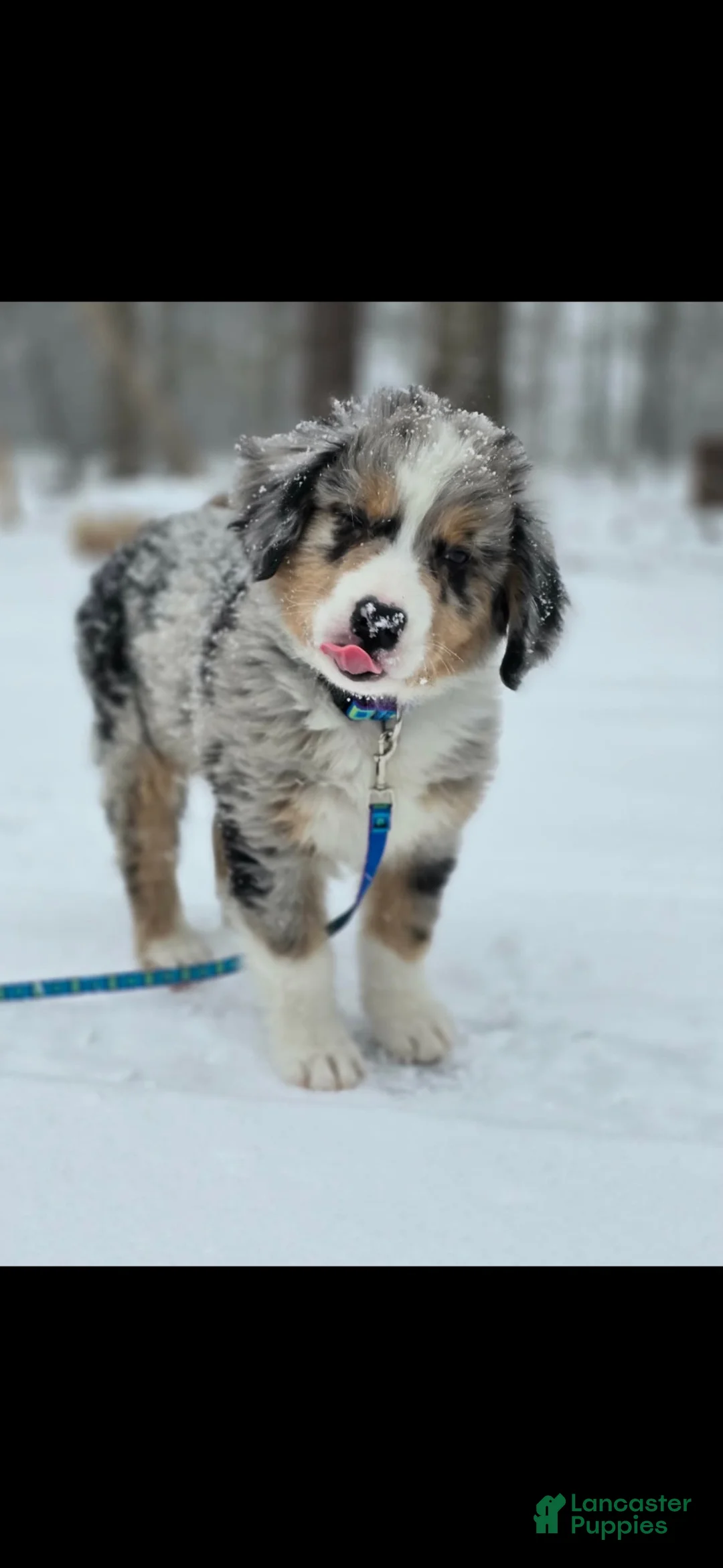 Mixed Breed dogs for sale: Blue Merle 2 - Ad 6
