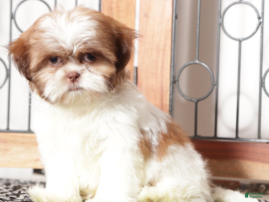 Shih Tzu dogs for sale: Hearts - Ad 2