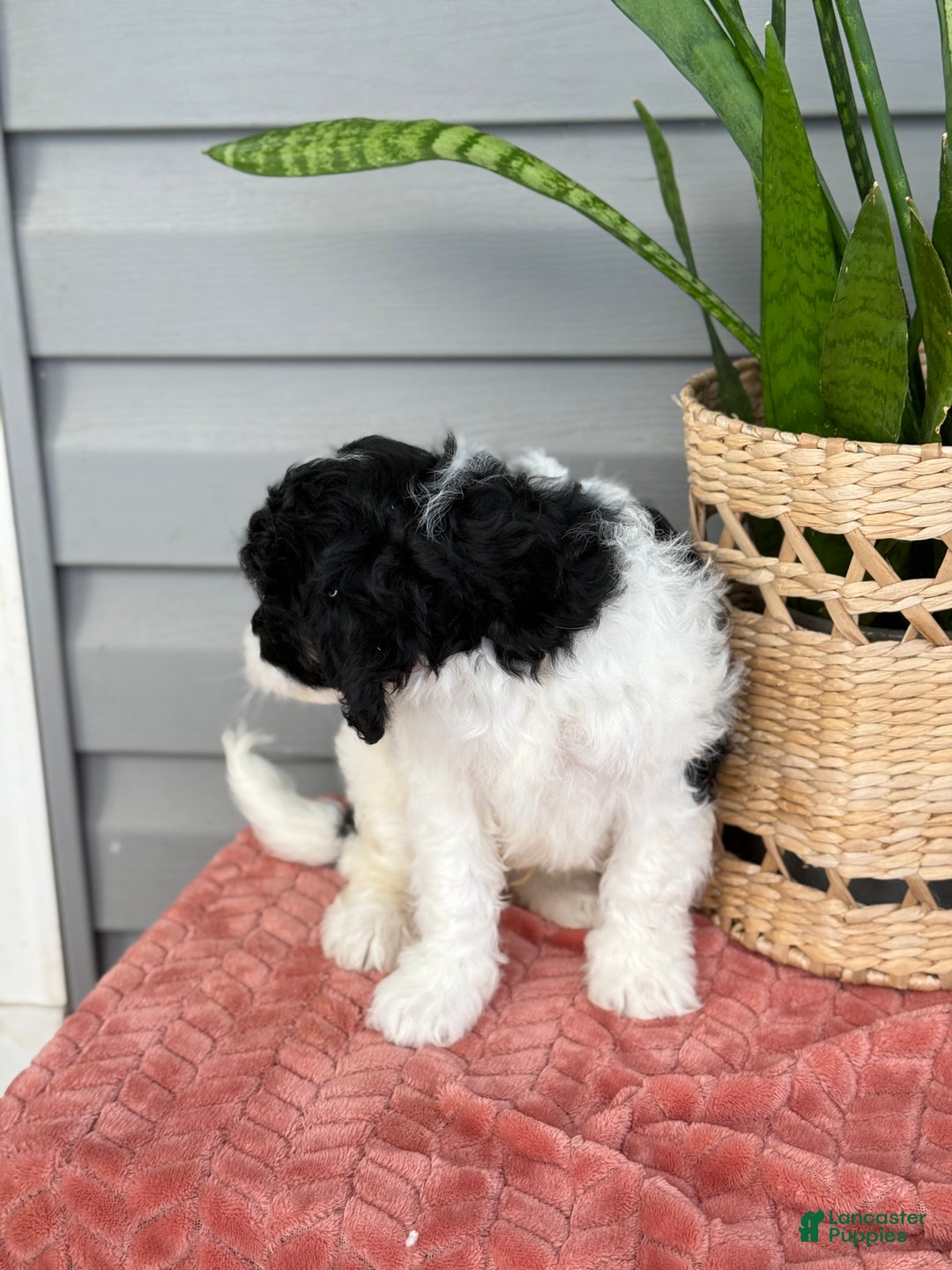 Mini Bernedoodle dogs for sale: Finn - Ad 9