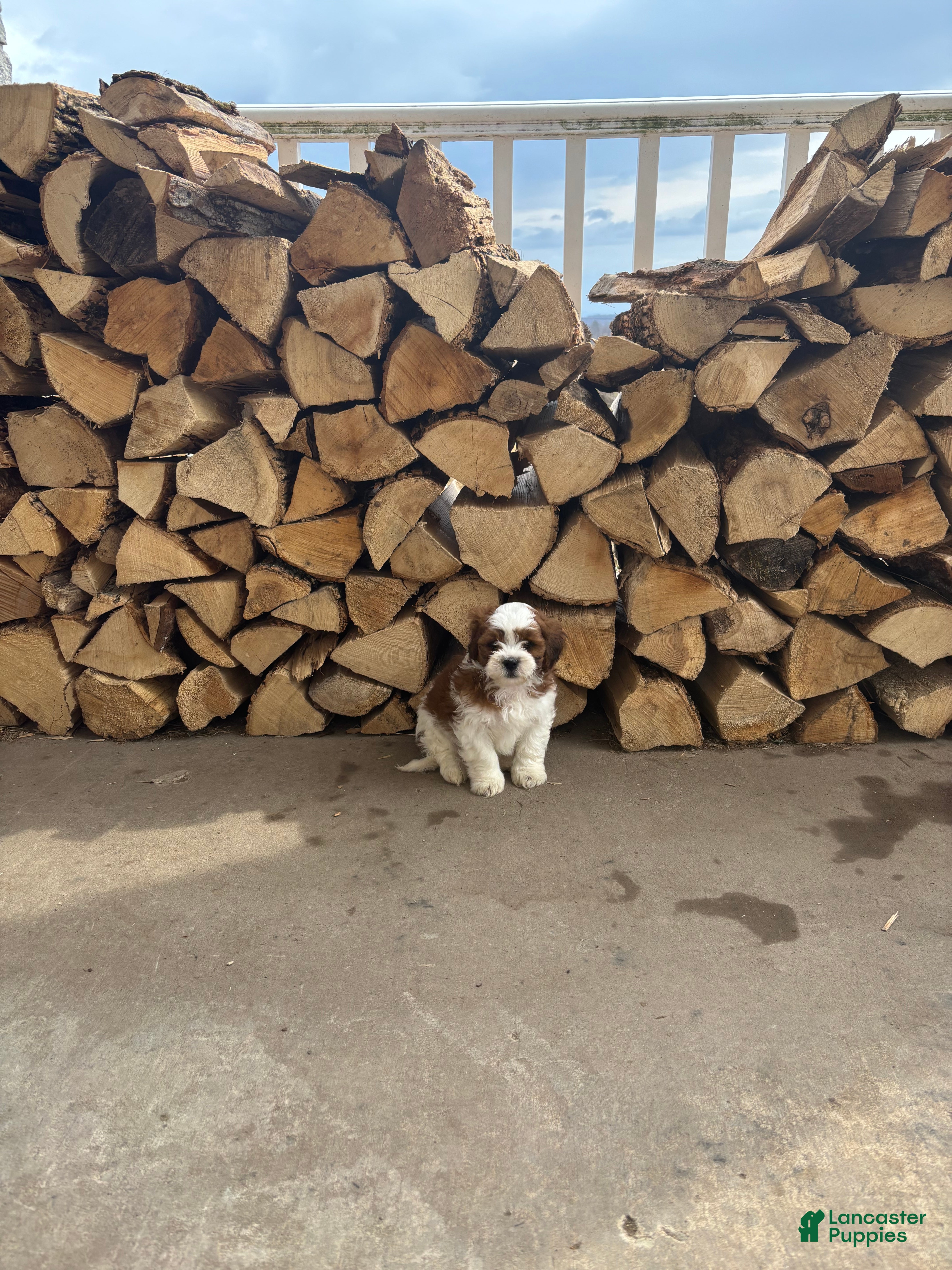 Shihpoo dogs Sushi - Ad 2