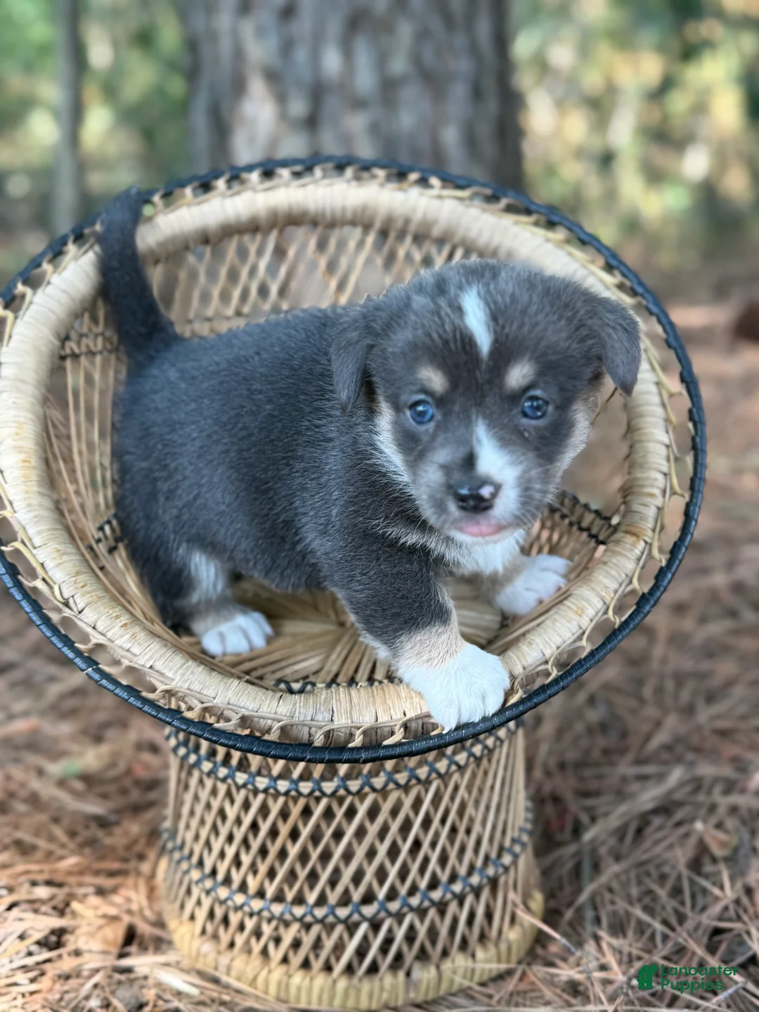 Welsh Corgi Pembroke dogs for sale: Fluffy sable - Ad 9