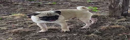 Pug dogs for sale: Charlie  - Ad 4