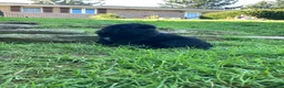 Newfoundland dogs for sale: Olivia - Ad 11