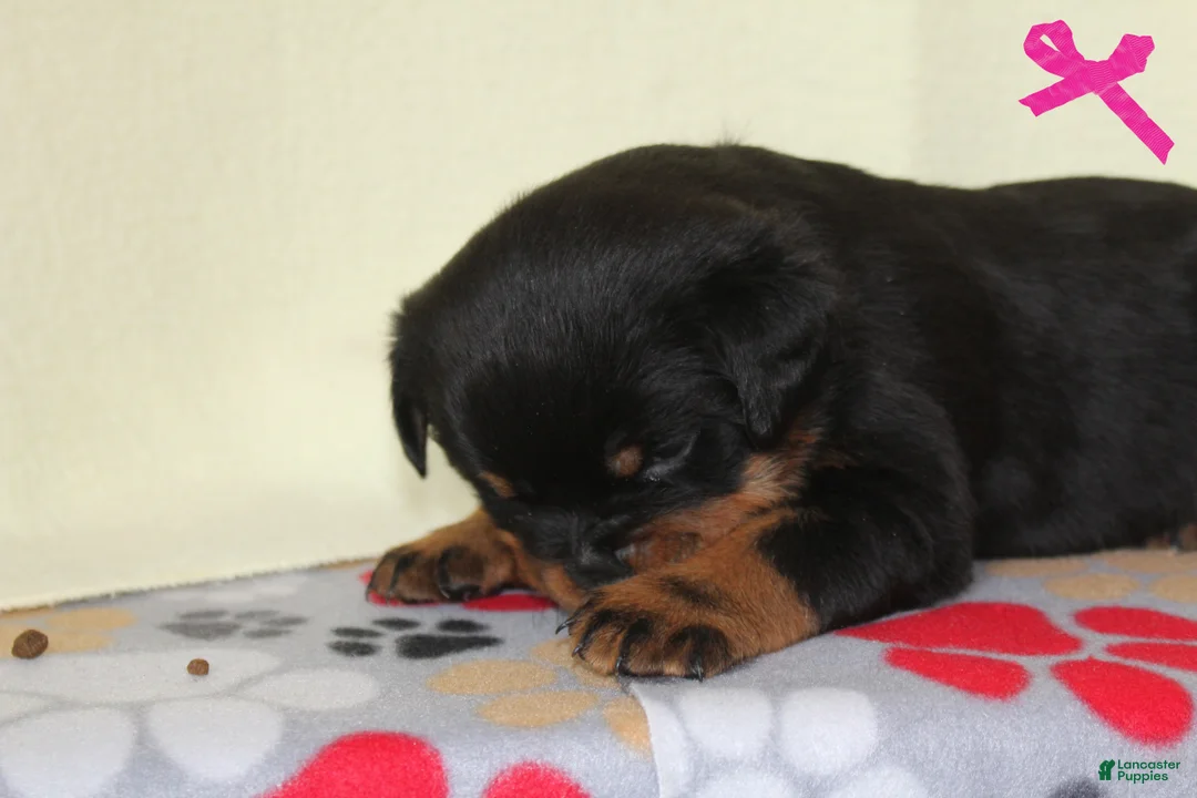 Rottweiler dogs for sale: Hailey - Ad 8