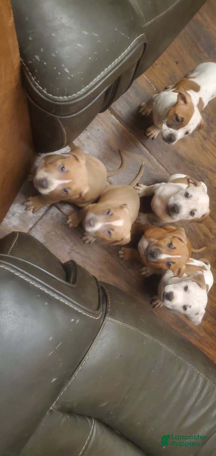 American Pit Bull Terrier dogs for sale: American Pit Bull Terrier 1 - Ad 1