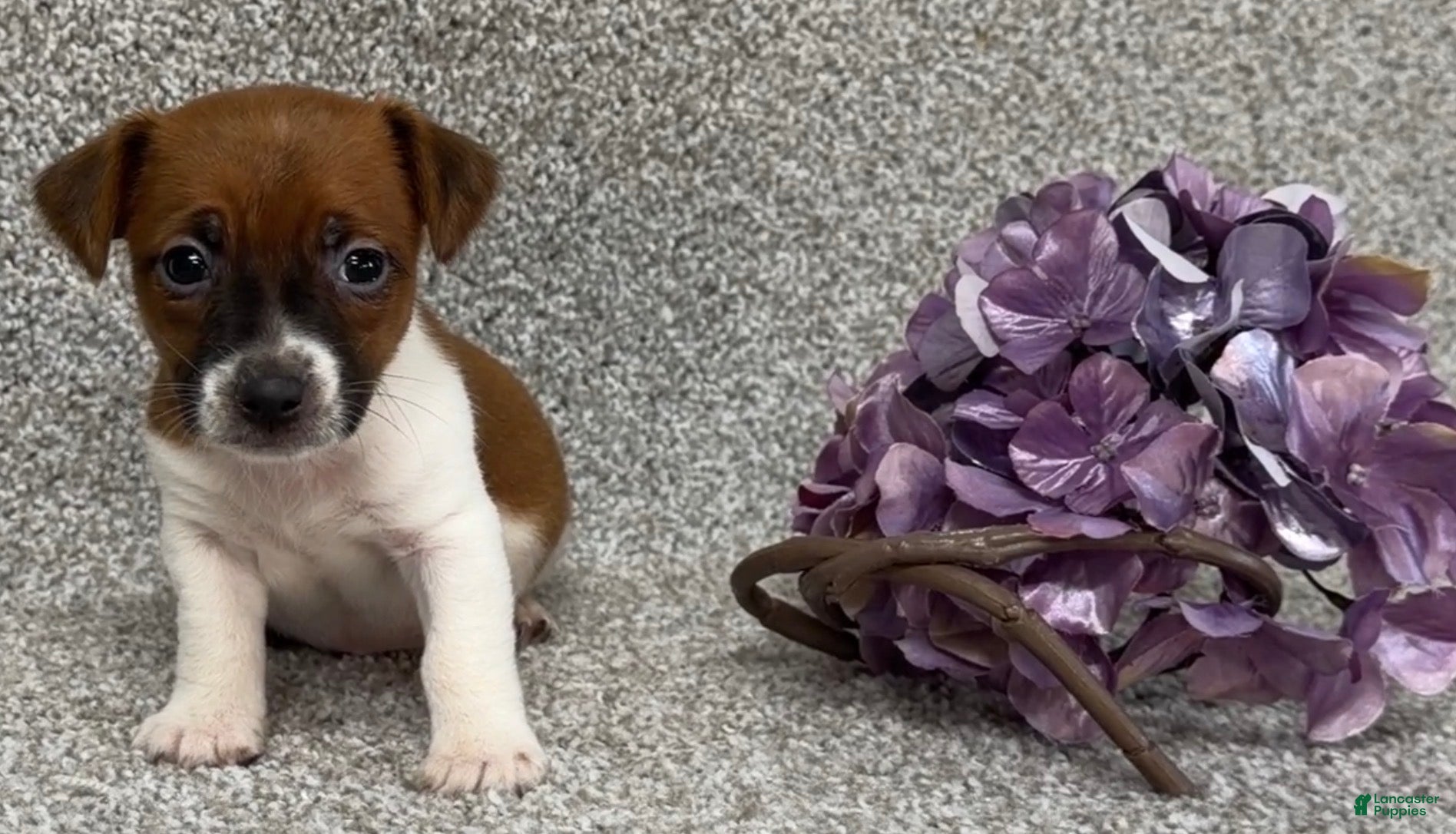Jack Russell Terrier dogs Vicky - Ad 2