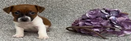 Jack Russell Terrier dogs for sale: Vicky - Ad 2