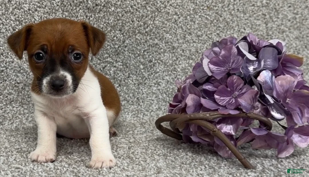 Jack Russell Terrier dogs for sale: Vicky - Ad 2