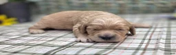 Cockapoo dogs for sale: Knotty - Ad 32