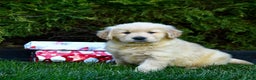 Golden Retriever dogs for sale: Everest - Ad 1