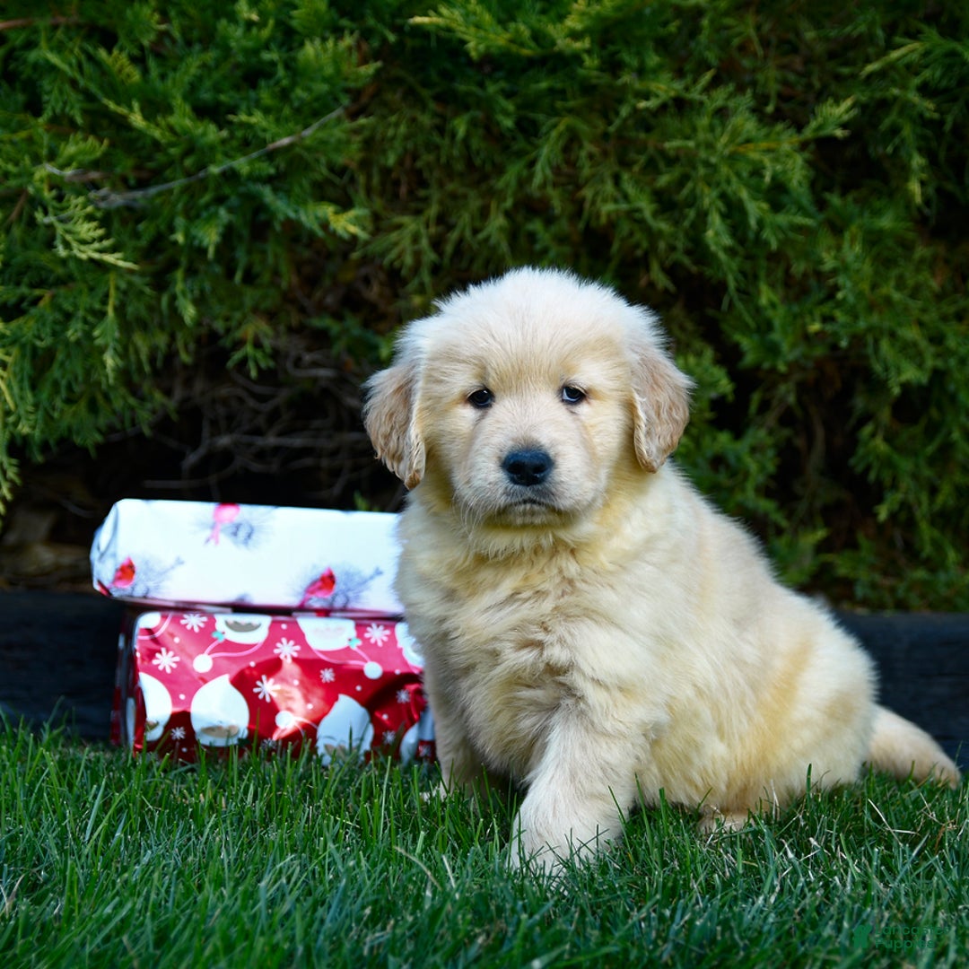 Golden Retriever dogs for sale: Everest - Ad 1