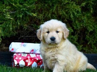 Golden Retriever dogs Everest - Ad 5