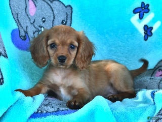 Cavapoo dogs - Ad 41