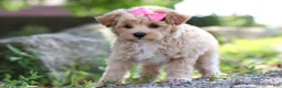 Maltipoo dogs for sale: Peanut - Ad 3