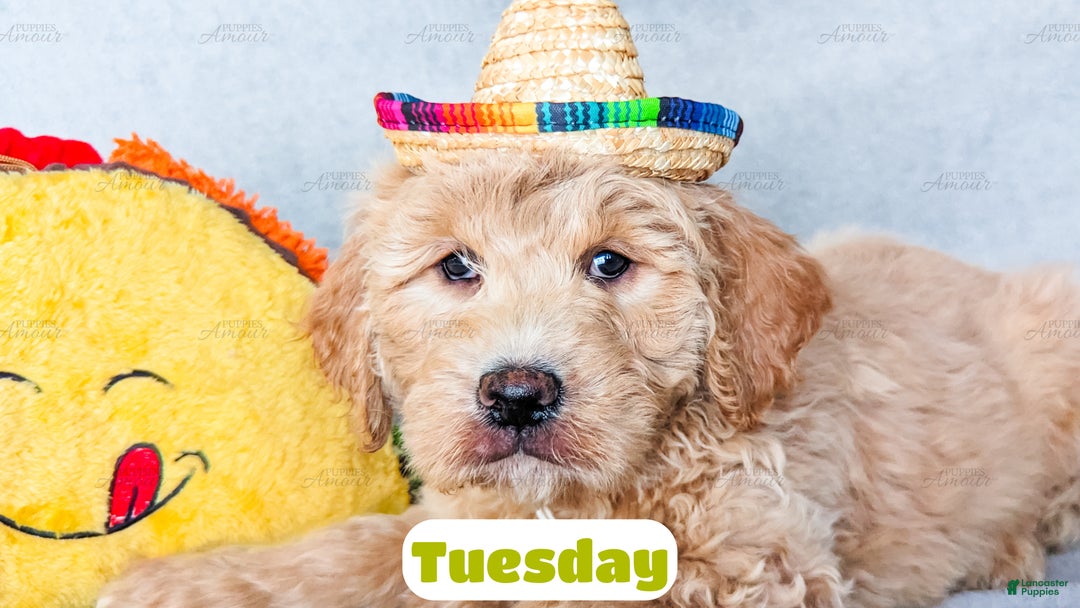 Goldendoodle dogs for sale: Tuesday - Ad 2