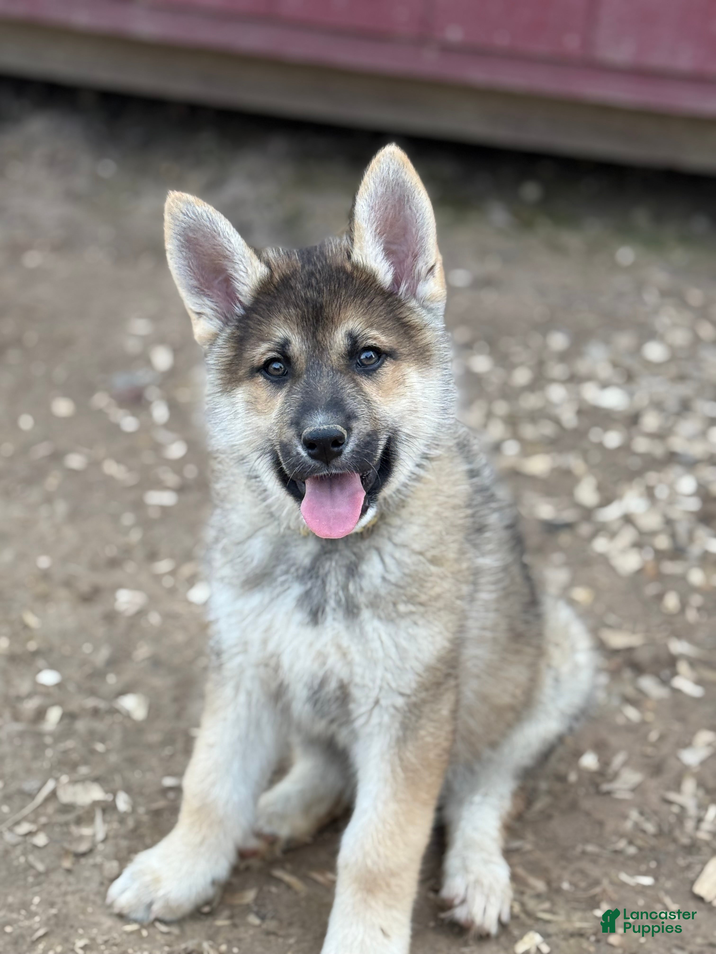 Gerberian Shepsky dogs Maverick - Ad 1