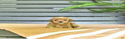Miniature Poodle dogs for sale: Curtis - Ad 4