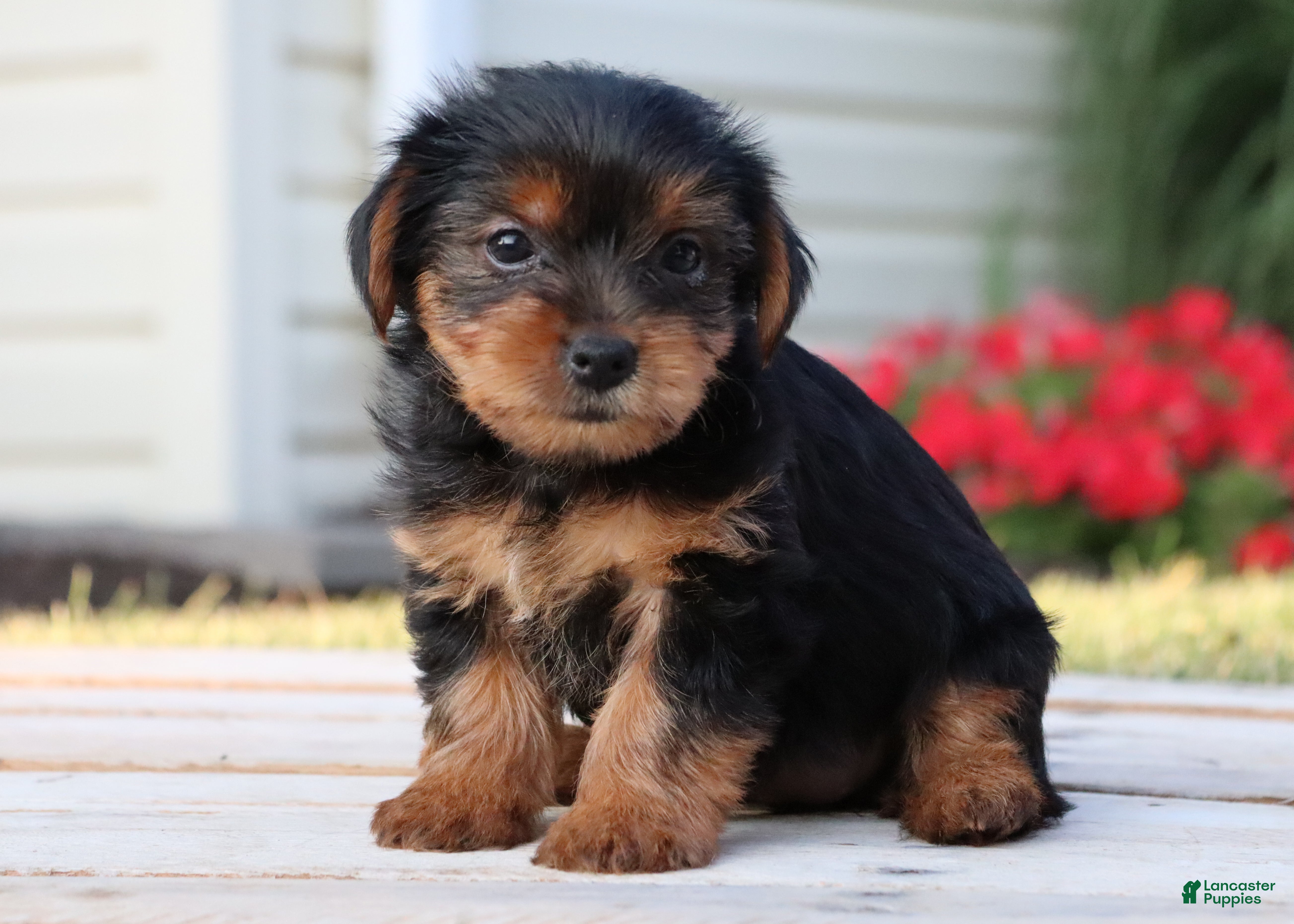 Yorkshire Terrier dogs Mocha  - Ad 1