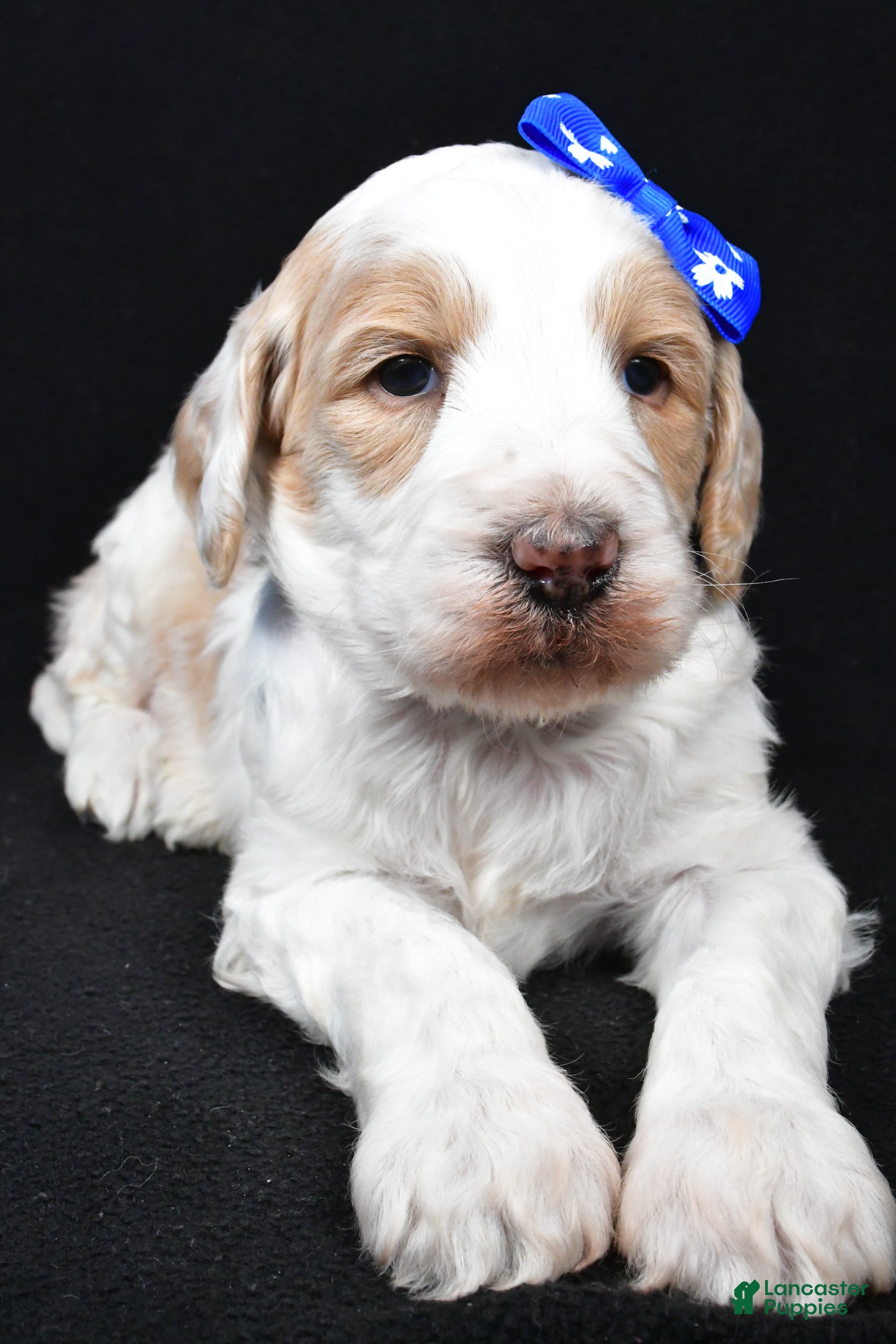 Standard Poodle dogs Frank - Ad 25