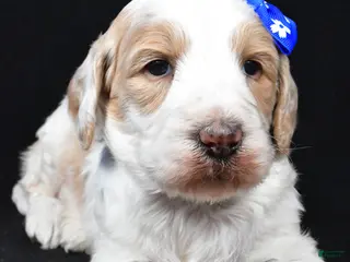 Standard Poodle dogs Frank - Ad 25