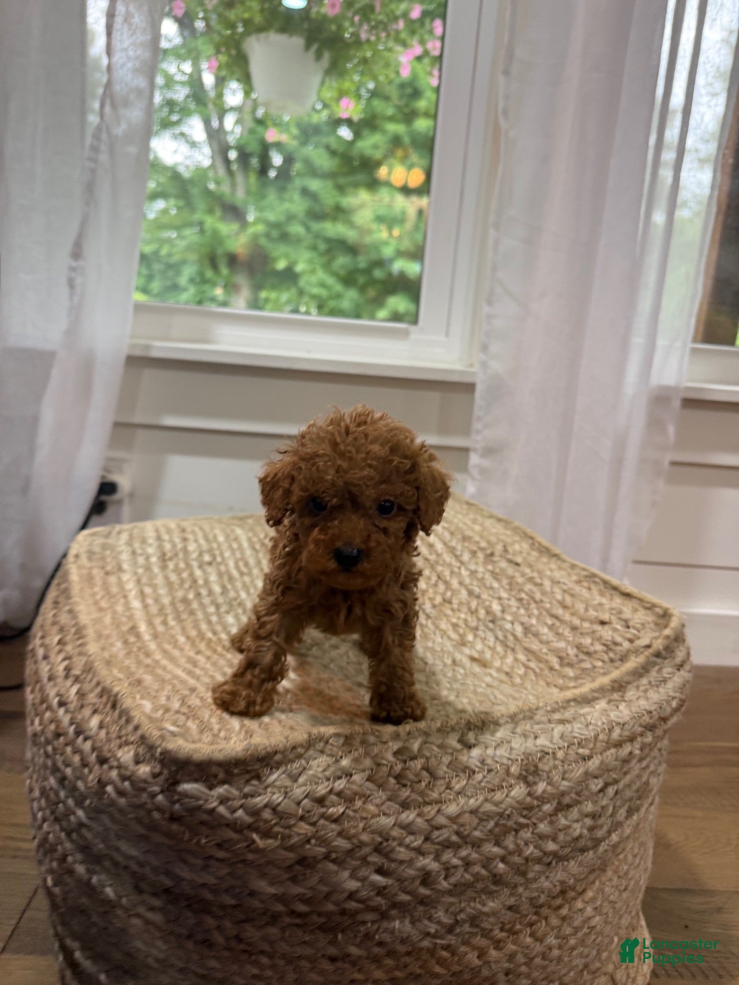 Mixed Breed dogs Silas - Ad 38