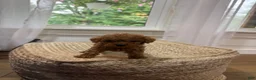 Mixed Breed dogs for sale: Silas - Ad 1