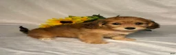 Mixed Breed dogs for sale: Autumn  - Ad 3