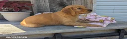 Golden Retriever dogs for sale: Sage - Ad 4