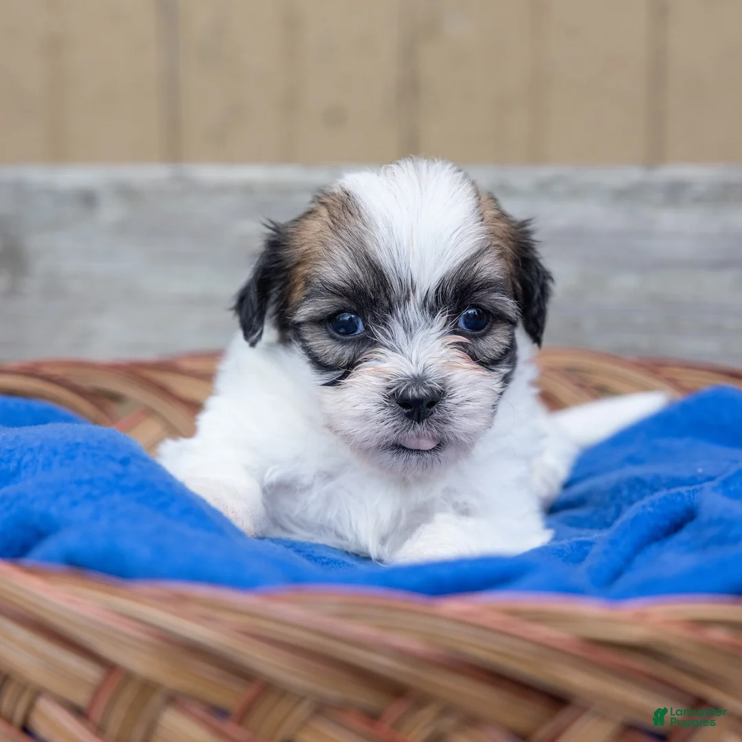 Teddy Bear dogs for sale: Birch - Ad 7