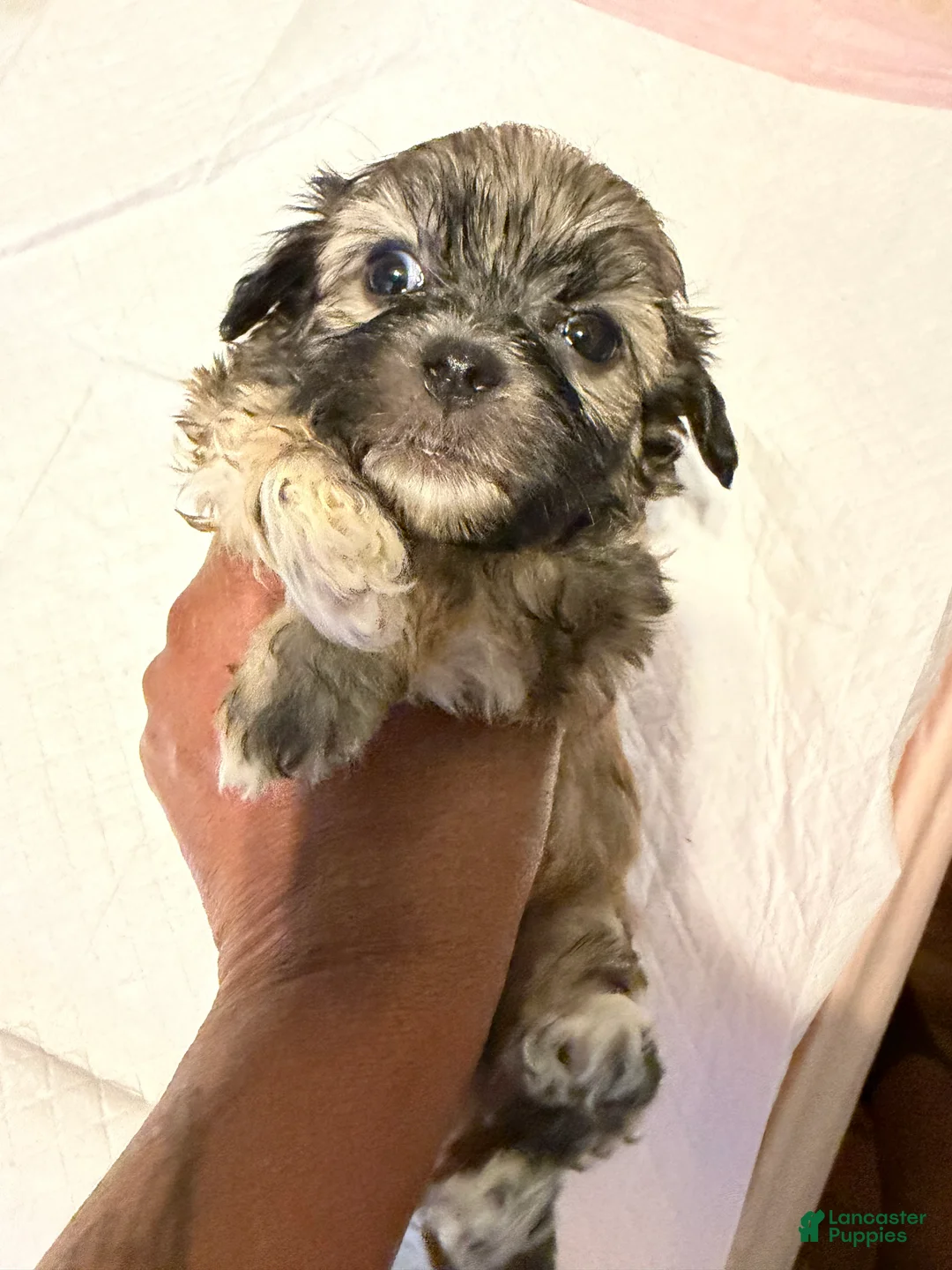 Mixed Breed dogs for sale: Mixed Breed Puppy 1 - Ad 20