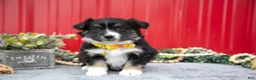 Miniature Australian Shepherd dogs for sale: Lindsay - Ad 3