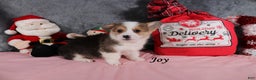Welsh Corgi Pembroke dogs for sale: Joy - Ad 2