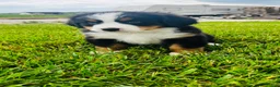 Bernese Mountain Dog dogs for sale: Harrison - Ad 10