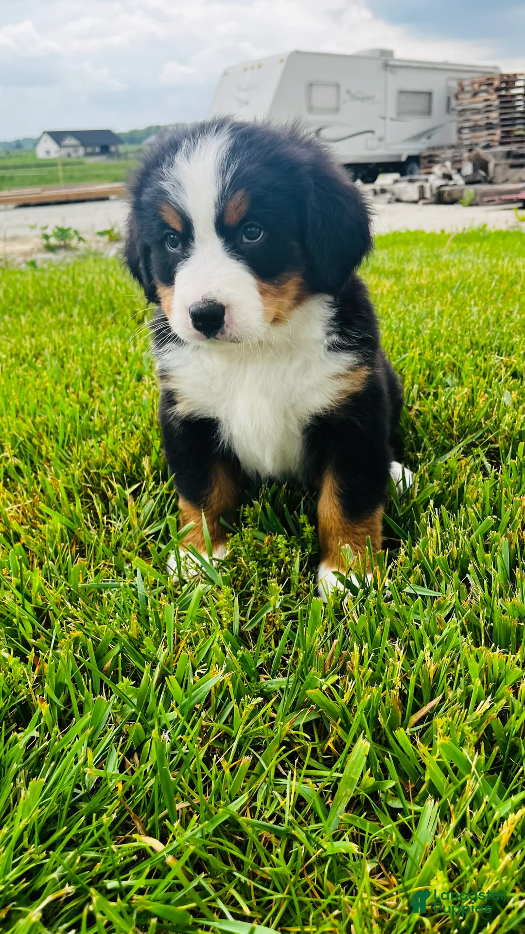 Bernese Mountain Dog dogs for sale: Harrison - Ad 10