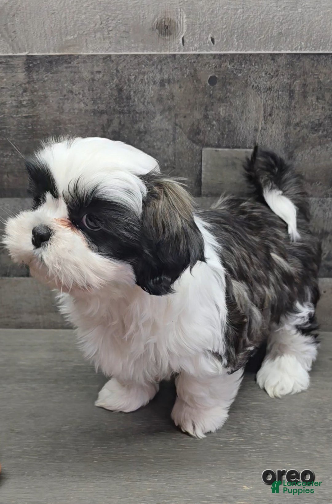 Shih Tzu dogs for sale: Oreo - Ad 1