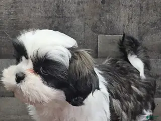 Shih Tzu dogs Oreo - Ad 42