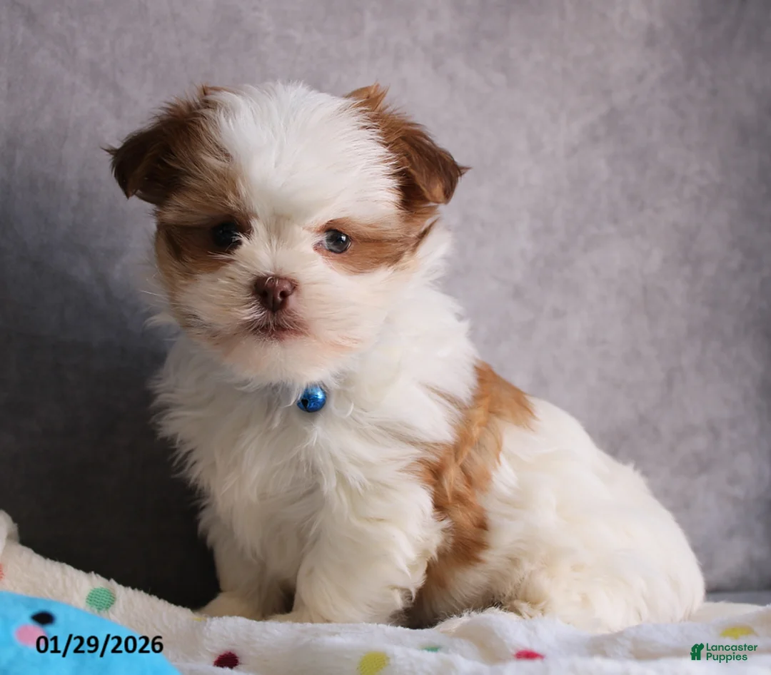 Malshi dogs for sale: Leo - Ad 3