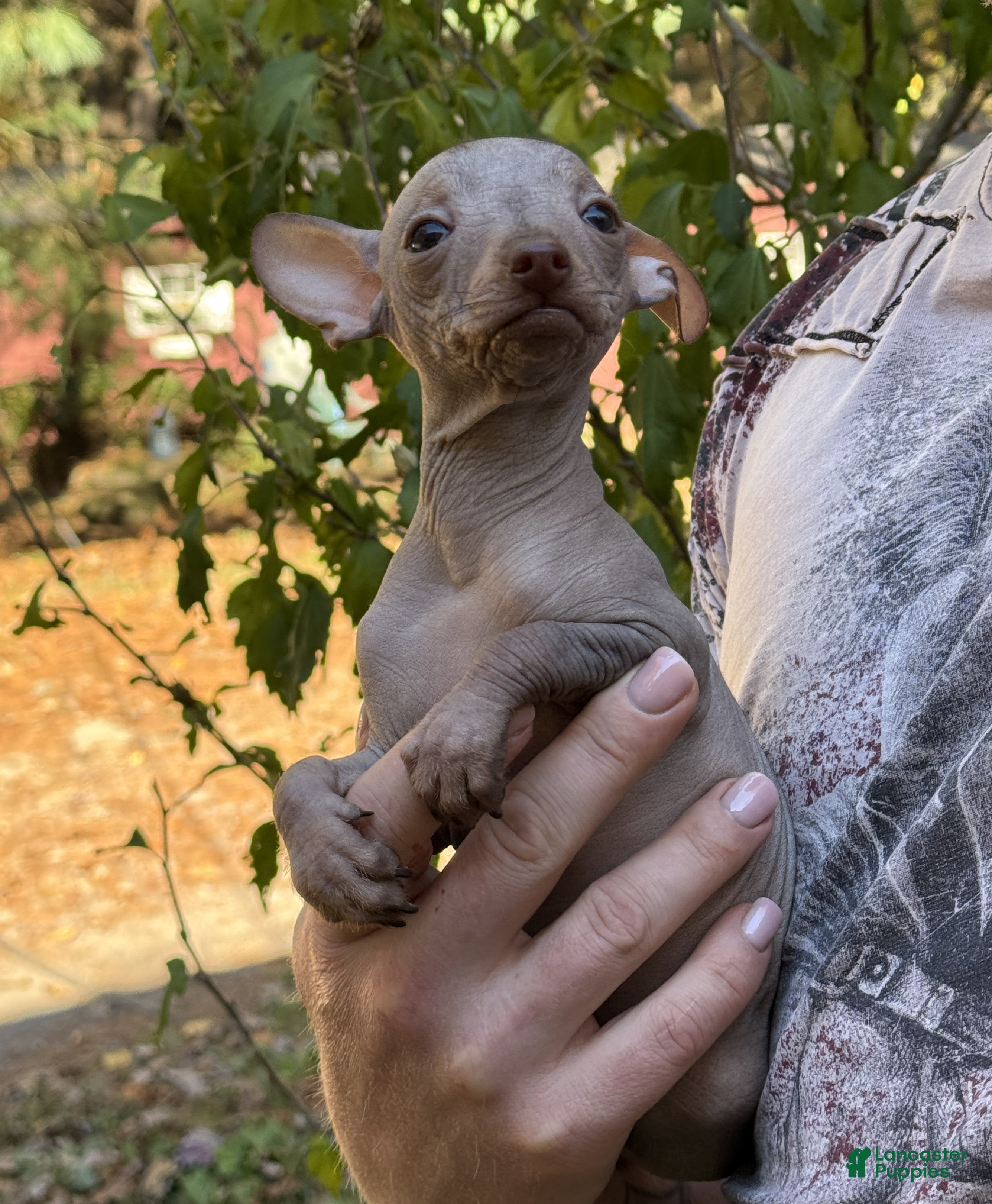 Mixed Breed dogs Cleopatra  - Ad 10