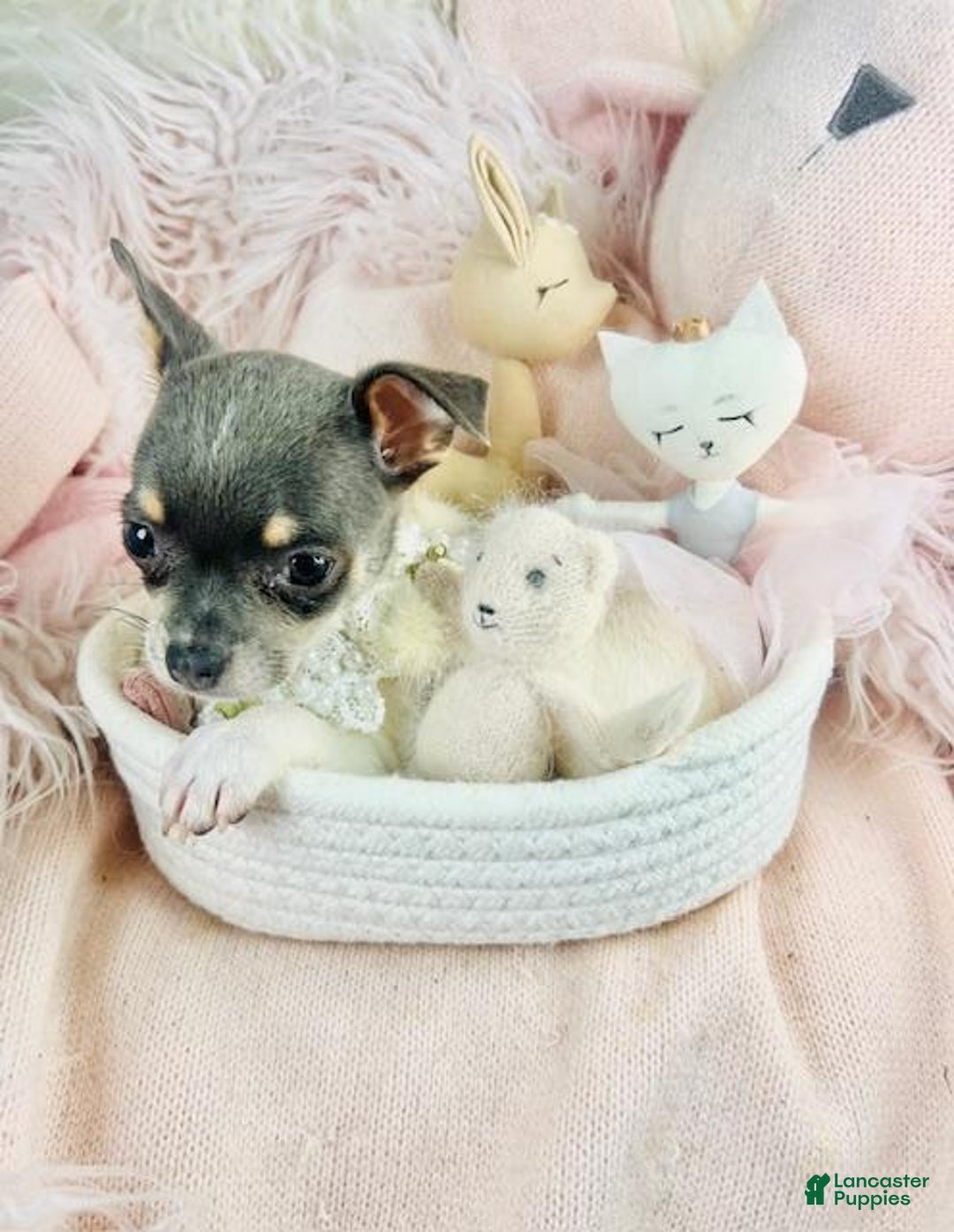 Chihuahua dogs for sale: Chihuahua Puppy 1 - Ad 3