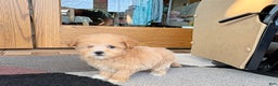 Maltipoo dogs for sale: Maltipoo Female Puppy 4 - Ad 7