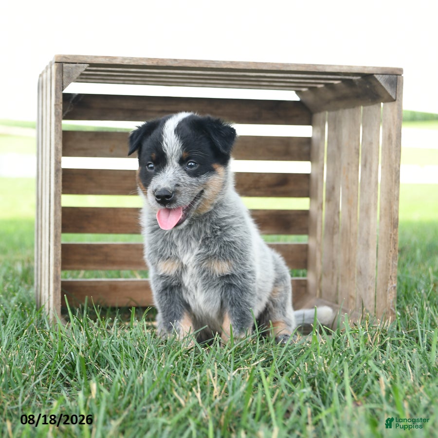 Australian Cattle Dog dogs Badger - Ad 1
