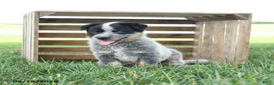 Badger