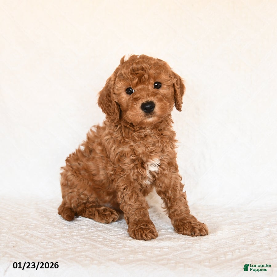 Cavapoo dogs Smores - Ad 11