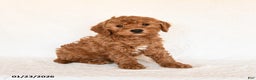 Cavapoo dogs for sale: Smores - Ad 1