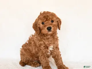 Cavapoo dogs Smores - Ad 5