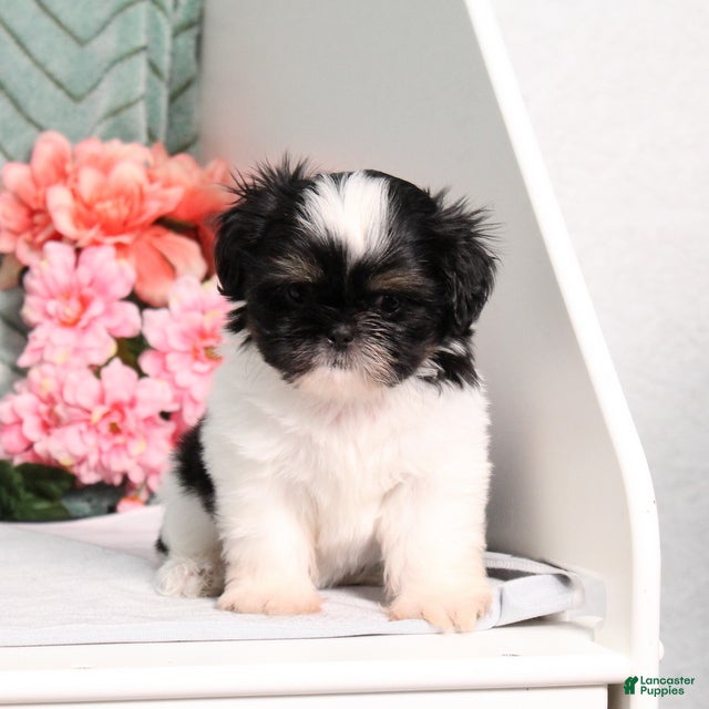 Shih Tzu dogs Imperial Smurf - Ad 1